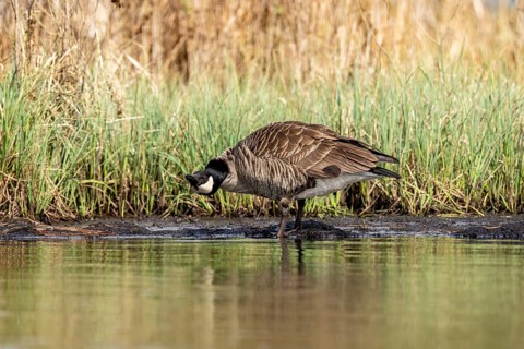 Canada goose (Branta canadensis), drinking, Vulkaneifel, Rhineland-Palatinate, Germany
