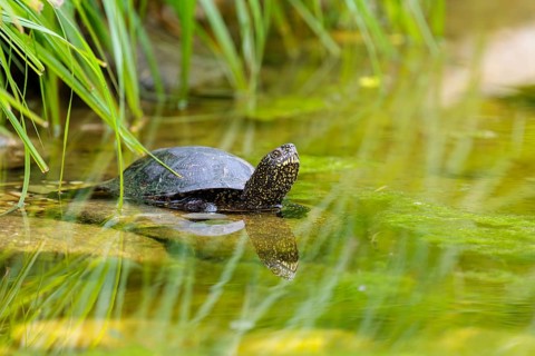 A European pond turtle (Emys orbicularis) rests in shallow water on a stone lying in the pond,