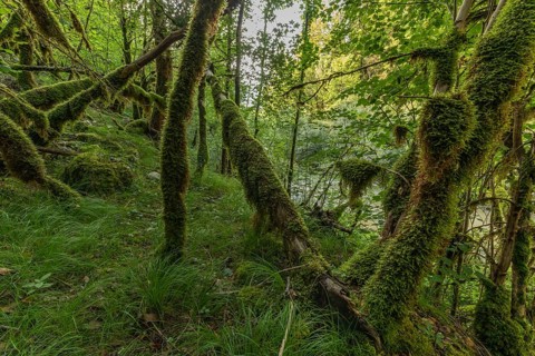 Green moss covers the fallen trees and creates a serene atmosphere in the forest. Bright foliage