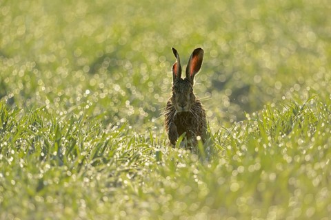 Joy of life... European hare (Lepus europaeus) jumping through a dewy field in the morning,