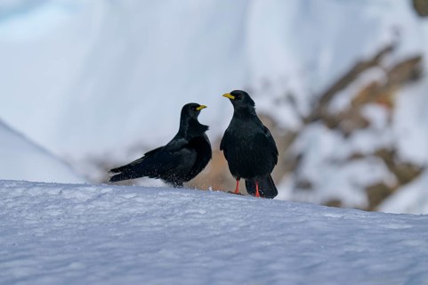 Alpine choughs (Pyrrhocorax graculus), two birds in the snow facing each other in a wintry