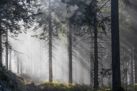 Natural spruce forest with morning fog, sunbeams break through the fog, at the Dreisesselberg,