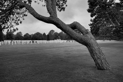 Wind-bent black pine (Pinus nigra), gravestones, war graves, soldiers' graves, military cemetery,