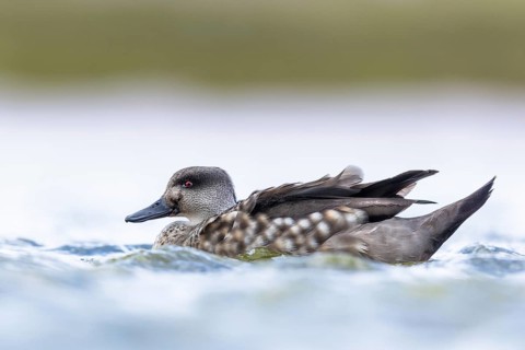 Crested Duck (Lophonetta specularioides), Falkland Islands