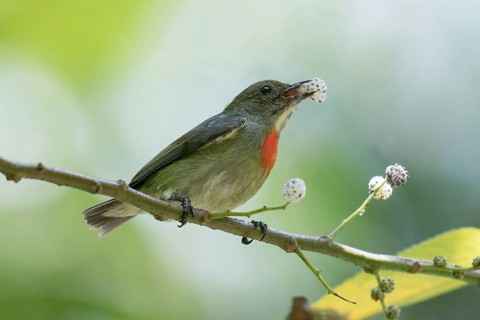 Olive-crowned Flowerpecker (Dicaeum pectorale) male perched on a branch feeding on mistletoe