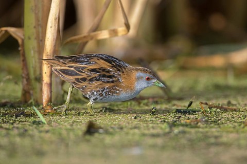 Baillon's Crake (Porzana pusilla palustris) foraging, Victoria, Australia