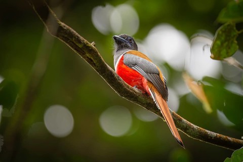 Männlicher Malabartrogon (Harpactes fasciatus)