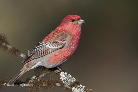 Pine Grosbeak - Hakengimpel - Pinicola enucleator, Finland, adult male