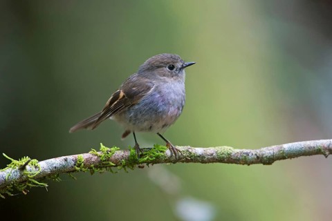 Pink Robin (Petroica rodinogaster) young male perched on a mossy branch, Victoria, Australia