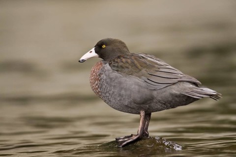 Blue Duck (Hymenolaimus malacorhynchos), New Zealand