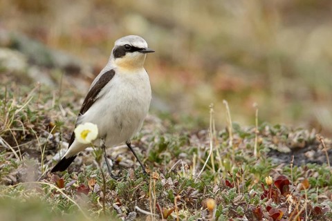 Northern Wheatear (Oenanthe oenanthe) perched on the tundra in Nome, Alaska