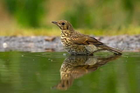 Song Thrush (Turdus philomelos) juvenile, Utrecht, Netherlands