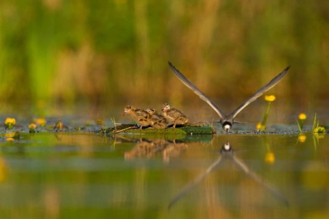 Black Tern (Chlidonias niger) feeding of juvenile, Netherlands