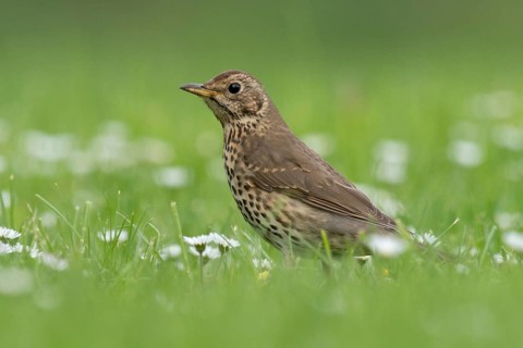 Song Thrush (Turdus philomelos), Lake Neusiedl, Austria
