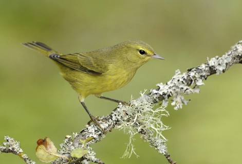 Orange-crowned Warbler (Leiothlypis celata), British Columbia, Canada