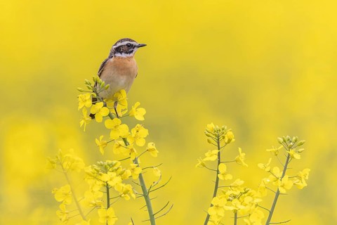Whinchat (Saxicola rubetra) male in a rape field, Saxony-Anhalt, Germany