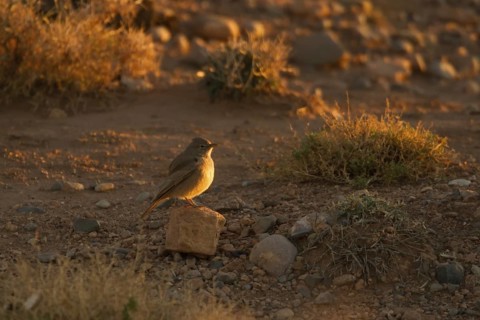 Desert Lark (Ammomanes deserti), Morocco