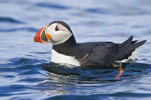 Atlantic Puffin (Fratercula arctica), Newfoundland, Canada