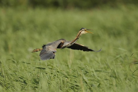 Purple Heron (Ardea purpurea) flying, Netherlands