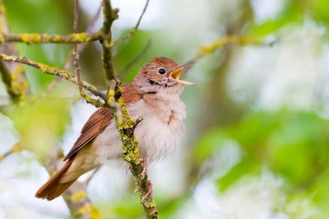 Common Nightingale (Luscinia megarhynchos) singing, Baden-Wuerttemberg, Germany