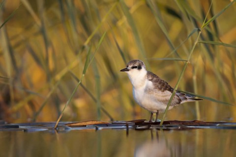 Whiskered Tern (Chlidonias hybrida) juvenile, Andalusia, Spain