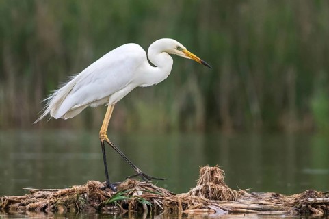 Great Egret (Ardea alba) foraging, Subotica, Serbia