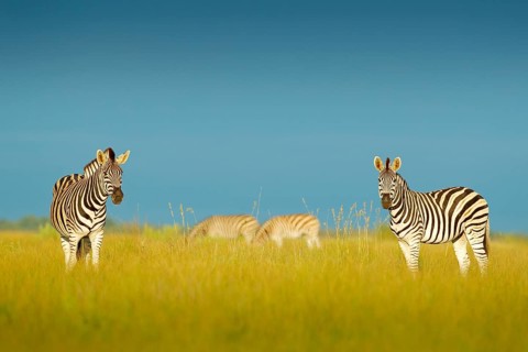 Zebra with blue storm sky. Burchell's zebra, Equus quagga burchellii, Nxai Pan National Park,