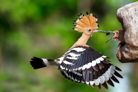 Eurasian Hoopoe (Upupa epops) feeding chick in breeding cavity, Saxony-Anhalt, Germany