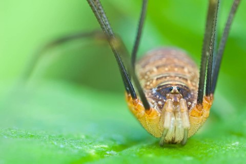 Weberknecht, Opilio canestrinii Harvestman, Opilio canestrinii