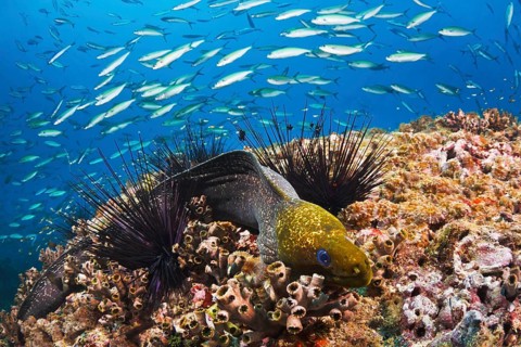 Marmormuräne, Gymnothorax undulatus Undulated Moray, Gymnothorax undulatus