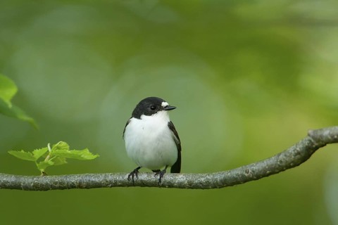 European Pied Flycatcher (Ficedula hypoleuca) male, Baden-Wuerttemberg, Germany