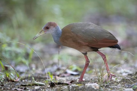 Rufous-naped Wood Rail (Aramides albiventris albiventris), Peten, Guatemala