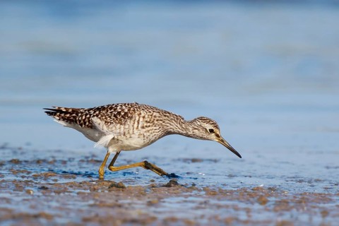 Wood Sandpiper (Tringa glareola) foraging, Lesvos, Greece