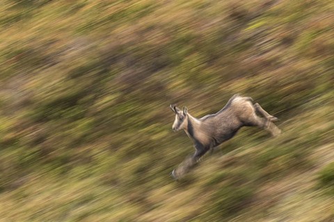 Chamois (Rupicapra rupicapra), walking through mountain range, Ancares, Castilla Leon, Spain