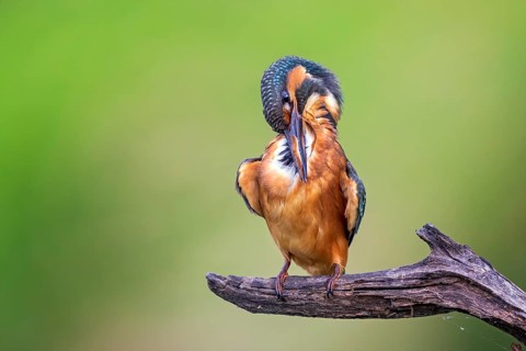 Common Kingfisher (Alcedo atthis) preening, perched on a branch, Saxony-Anhalt, Germany
