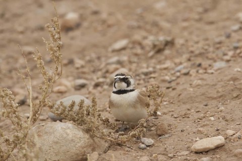 Temminck's Lark (Eremophila bilopha), Morocco