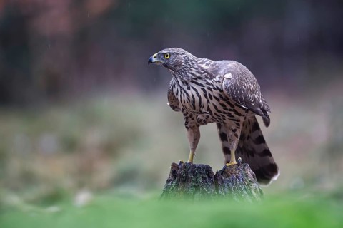 Northern Goshawk (Accipiter gentilis) juvenile, Netherlands