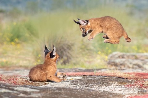 Caracal (Caracal caracal) two cubs jumping and playing, Castile-La Mancha, Spain
