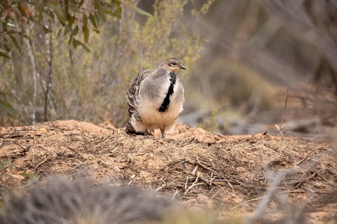 Malleefowl (Leipoa ocellata), Victoria, Australia
