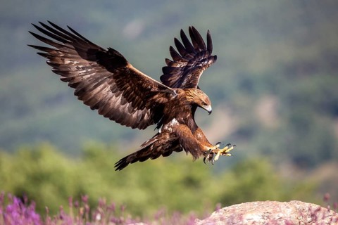 Golden Eagle (Aquila chrysaetos) landing, Madrid, Spain