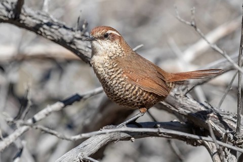 White-throated Tapaculo (Scelorchilus albicollis) perched on a branch, Metropolitana, Chile
