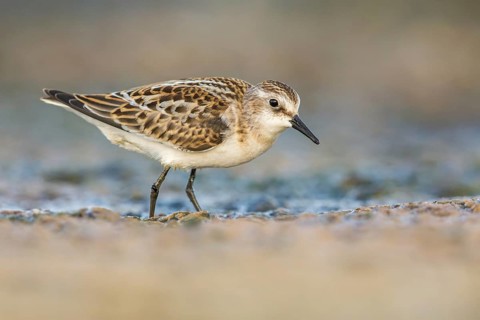 Little Stint (Calidris minuta) foraging, Poland