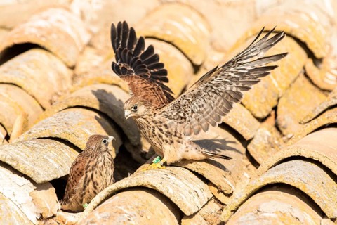 Lesser Kestrel (Falco naumanni) juveniles on a roof, Castile-La Mancha, Spain
