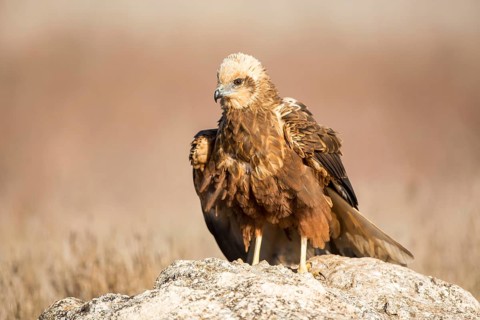 Western Marsh Harrier (Circus aeruginosus) female, Castile-La Mancha, Spain