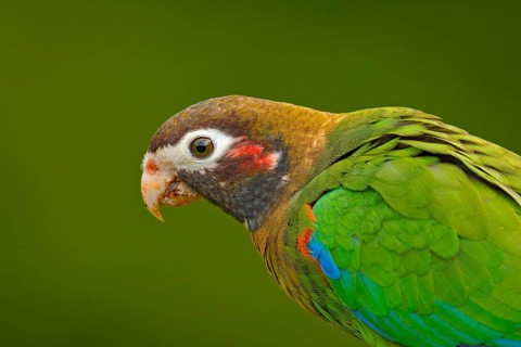 Detail of parrot head. Brown-hooded Parrot, Pionopsitta haematotis, portrait of light green parrot