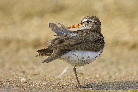 Spotted Sandpiper (Actitis macularius) preening, North Rhine-Westphalia, Germany
