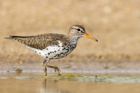 Spotted Sandpiper (Actitis macularius) foraging, North Rhine-Westphalia, Germany