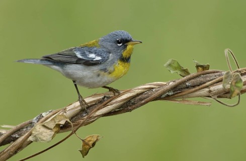 Northern Parula (Setophaga americana), Texas, USA