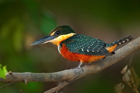 Green-and-rufous Kingfisher, Chloroceryle inda, green and orange bird sitting on tree branch, bird
