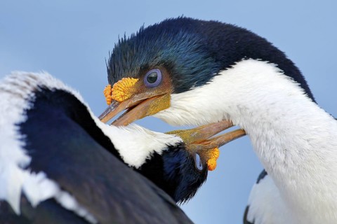 Animal behaviour. Courtship portrait of Imperial Shag, Phalacrocorax atriceps, cormorant from